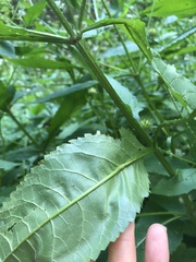 Knautia dipsacifolia