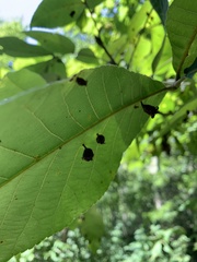 Phylloxera caryaegummosa