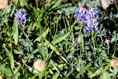 Lupinus lepidus sellulus