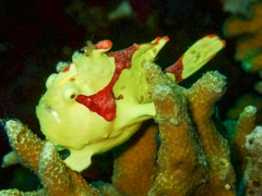Antennarius maculatus