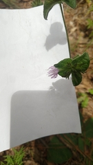 Elephantopus tomentosus