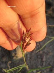Bulbostylis juncoides
