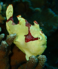 Antennarius maculatus