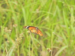 Danaus chrysippus