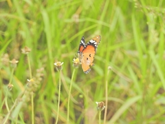 Danaus chrysippus