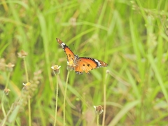Danaus chrysippus