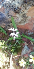 Lachenalia bolusii