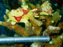 Antennarius maculatus
