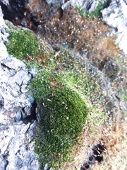 Anacamptodon splachnoides