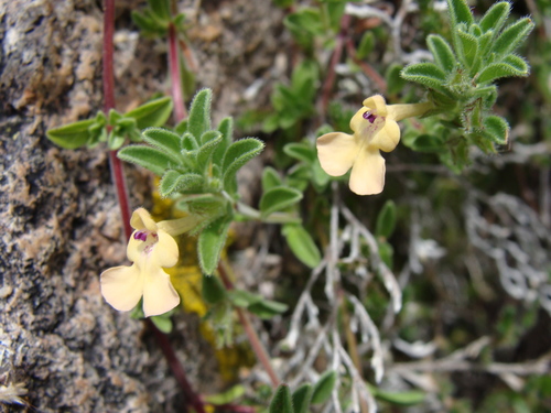 Image of Salvia axillaris by (c) Alexis López Hernández, some rights reserved (CC BY)