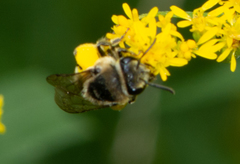 Colletes simulans armatus