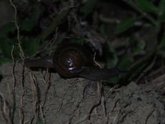 Macrochlamys nitidissima