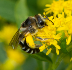 Colletes simulans armatus