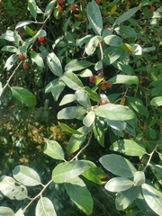 Elaeagnaceae