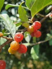 Elaeagnaceae