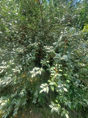 Elaeagnaceae