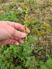 Artemisia chamaemelifolia