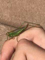 Orchelimum silvaticum