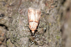 Acrobasis tumidana