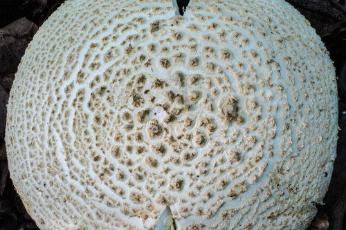 Agaricus ravenelii image
