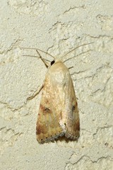 Heliothis nubigera