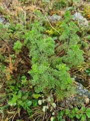 Artemisia chamaemelifolia