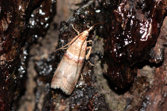 Acrobasis tumidana