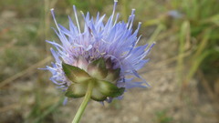 Jasione laevis