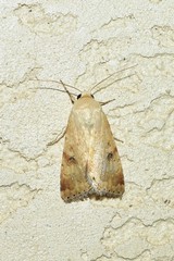 Heliothis nubigera
