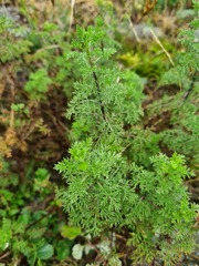 Artemisia chamaemelifolia