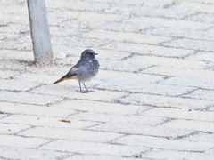 Phoenicurus ochruros