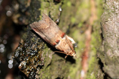 Acrobasis tumidana