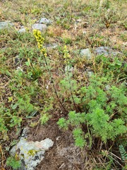 Artemisia chamaemelifolia