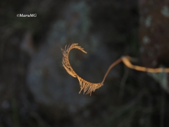Bouteloua scorpioides