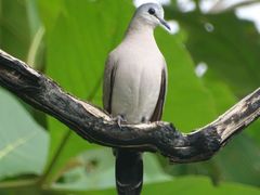 Turtur abyssinicus