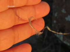 Bouteloua scorpioides