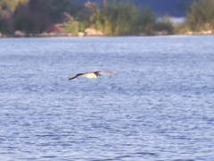 Nycticorax nycticorax