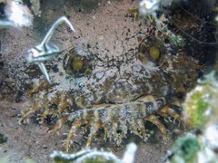 Batrachoides gilberti