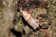Acrobasis tumidana