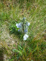 Campanula alpina