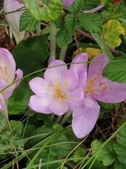 Colchicum