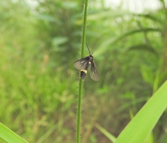 Psichotoe duvaucelii