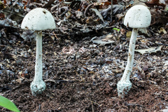 Amanita pelioma