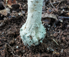 Amanita pelioma