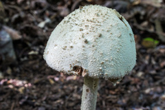 Amanita pelioma