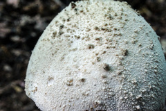 Amanita pelioma