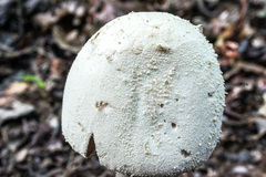 Amanita pelioma