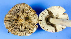 Amanita pelioma