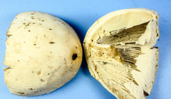 Amanita pelioma