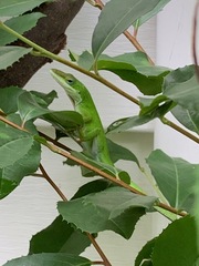 Anolis carolinensis
